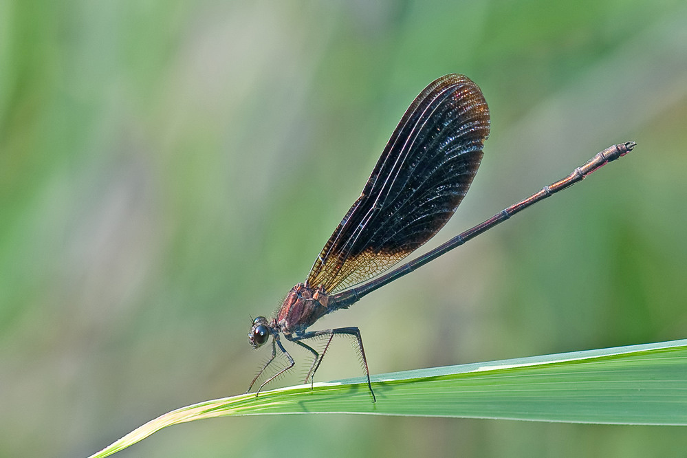 Cal_haemorrhoidalis_m_filtered.jpg