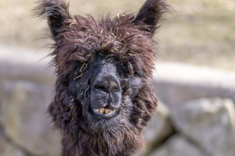 tierpark_haag23_90.jpg