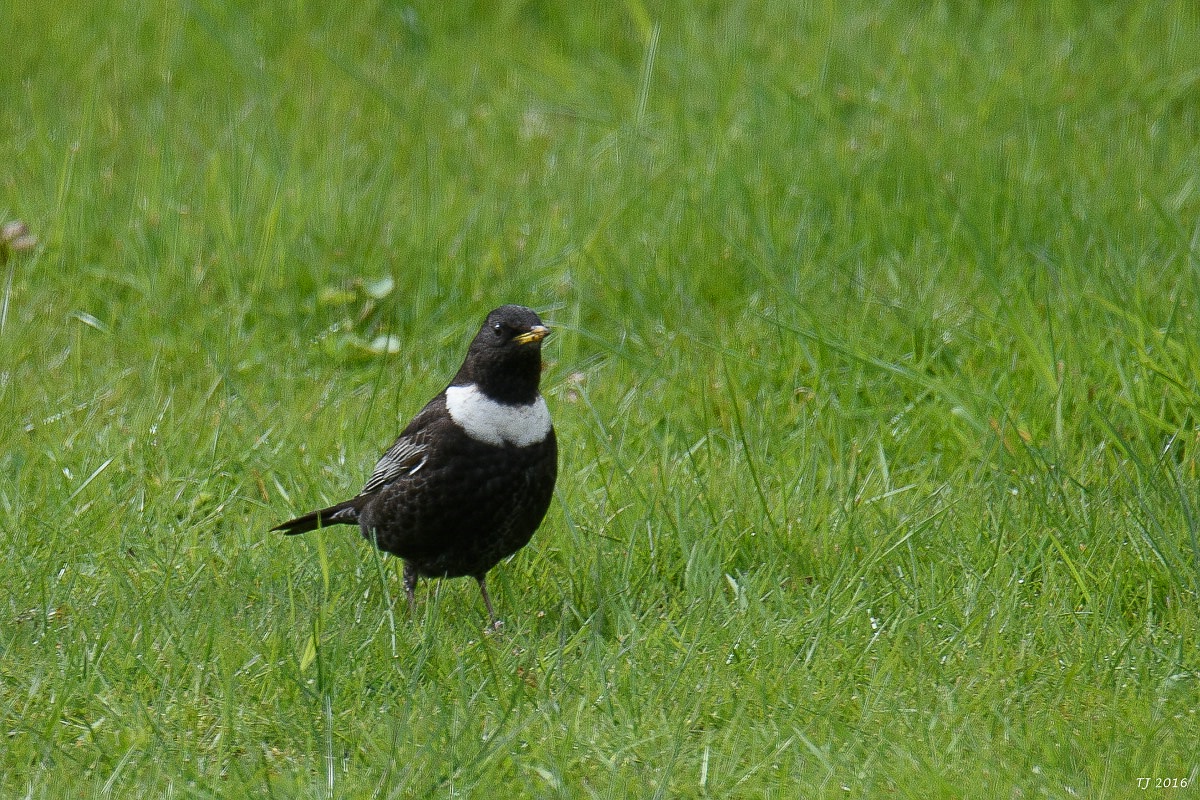 DSC_5317.jpg