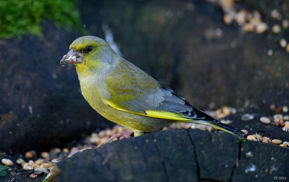 DSC_1297.jpg