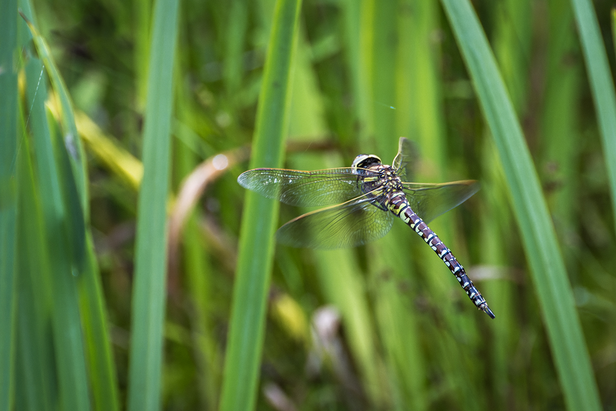 20220819_NZ9_3406_DPNF.jpg