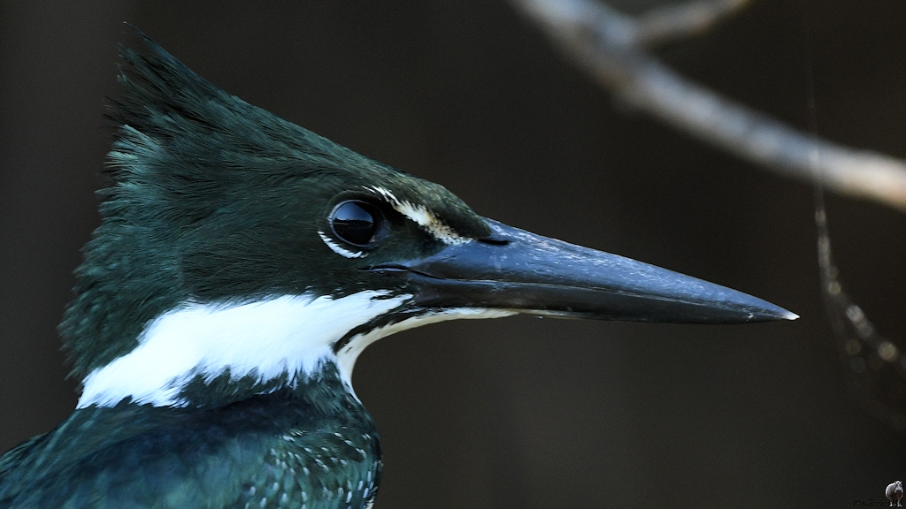 Porträt eines grün-weißen Eisvogels