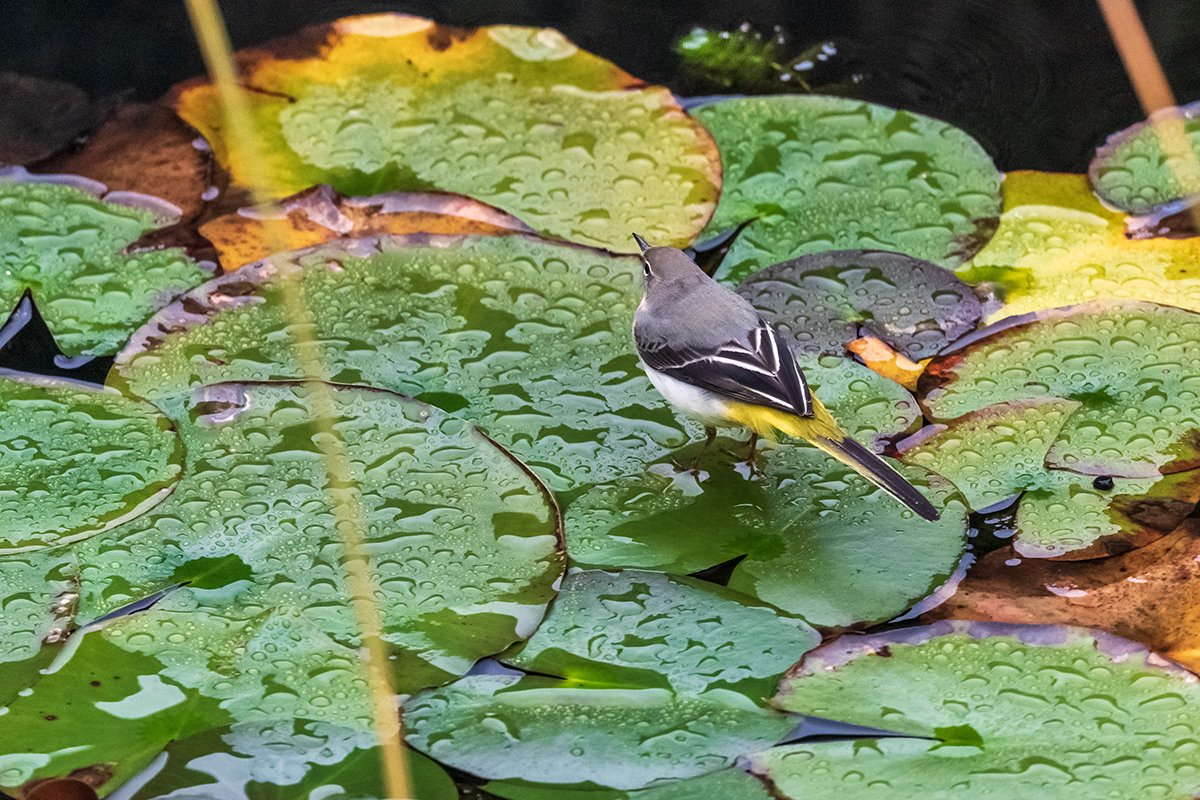 20200928_D850_3534NF.jpg