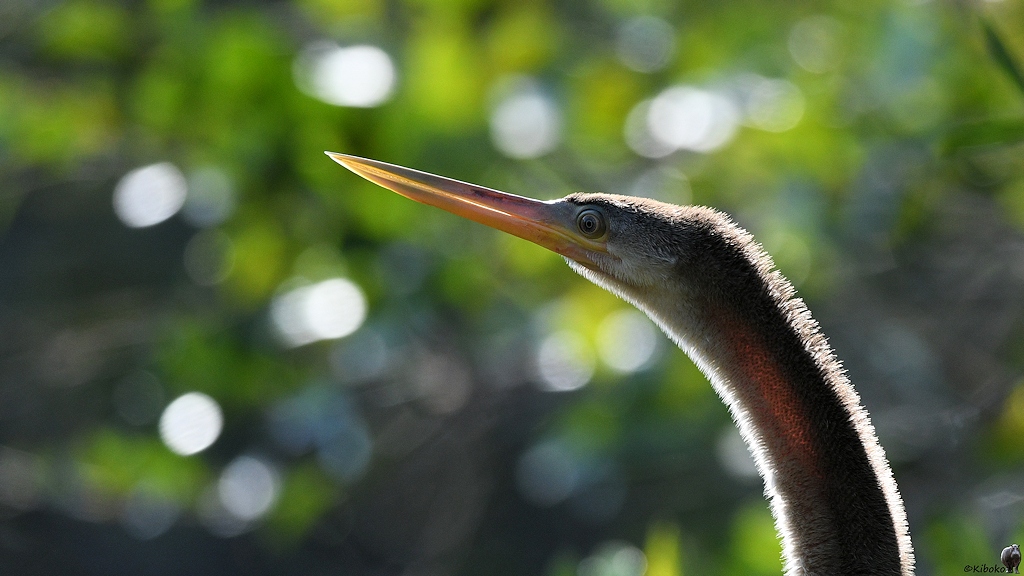 Porträt eines Schlangenhalsvogels im Gegenlicht