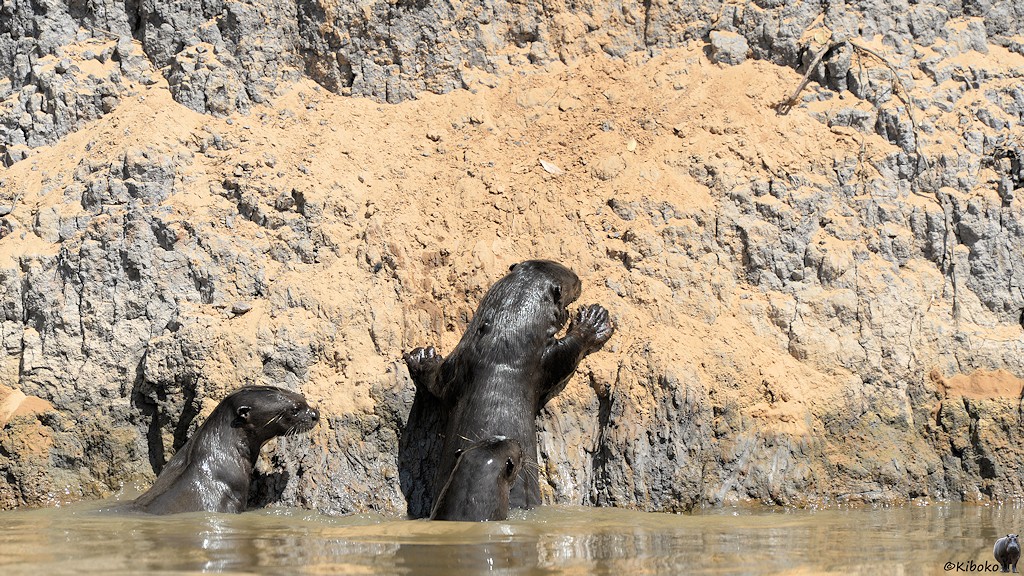 Ein Riesenotter klettert vom Wasser aus eine steile Uferböschung hoch