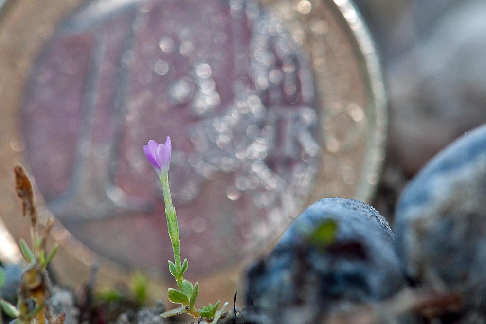 centaurium.jpg