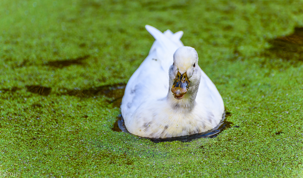 DSC_1595.jpg