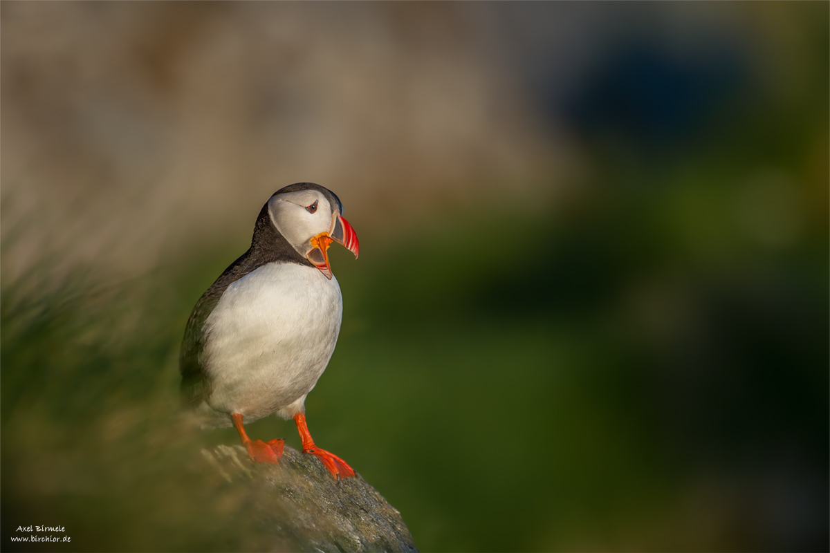 20140514_0504_PS_1200Px.jpg