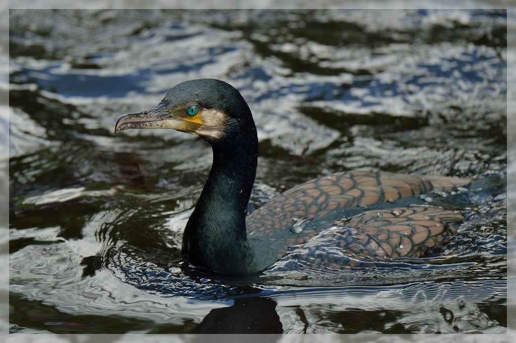 Kormoran_3264x_1024.jpg