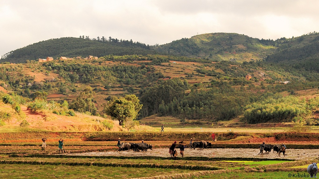 Das Bild zeigt arbeiten an einen frisch gefluteten Reisfeld. Drei Ochsengepsanne pflügen durch den Morast und bereiten das Feld zum Pflanzen vor. Im Hintergrund sind spärlich bewaldete Berge mit einzelnen rotbraunen Häusern.