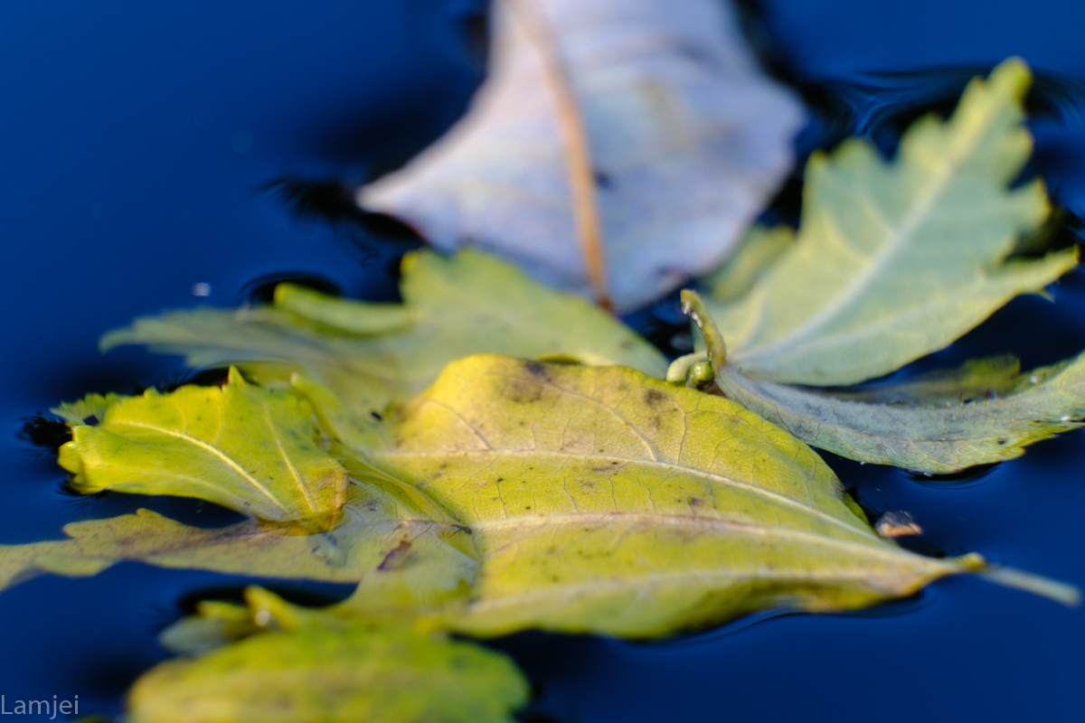 DSCF0478.jpg