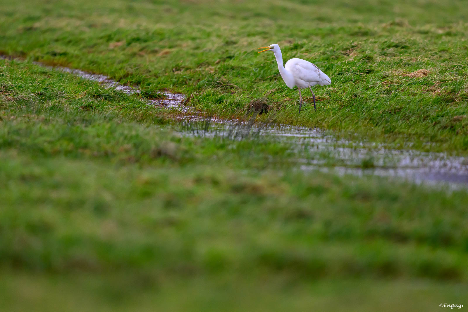 DSC_5258.jpg