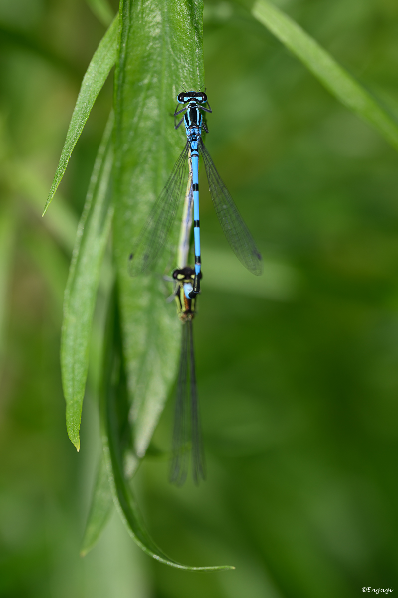 DSC_2206.jpg