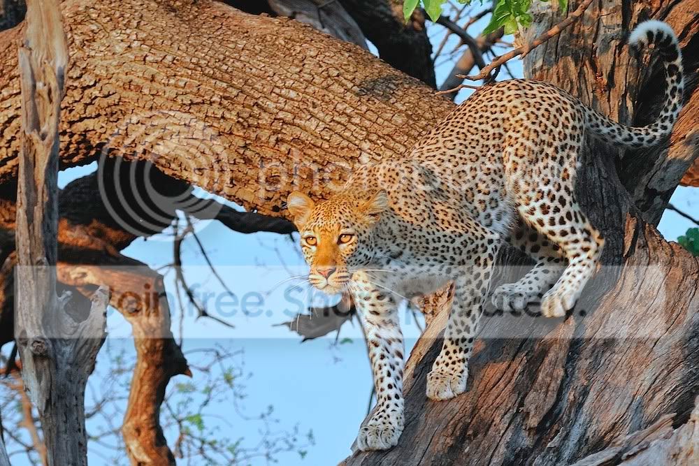 Lepard_0005.jpg