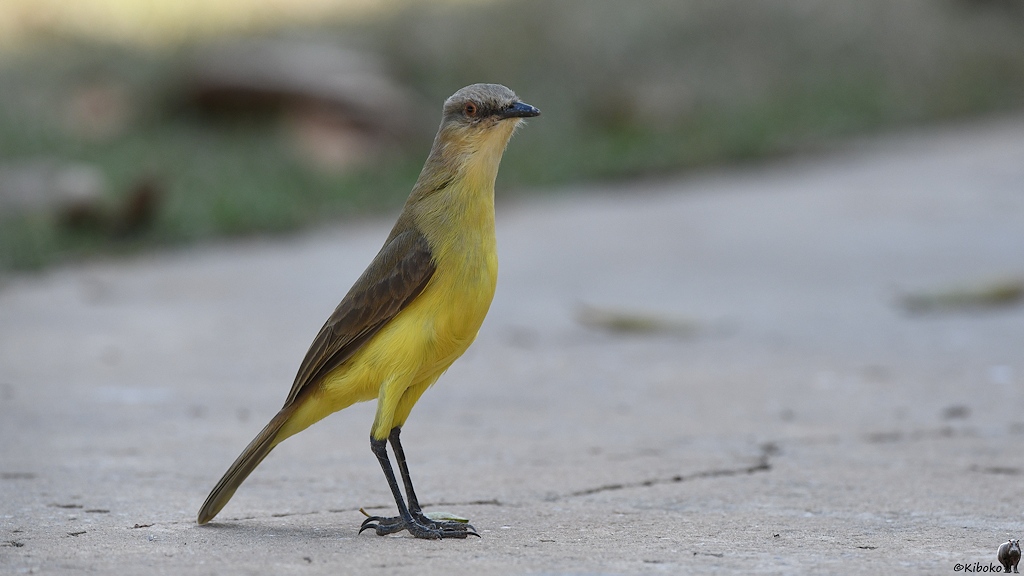 Schlanker gelber Vogel mit grauem Kopf and braunen Flügeln steht auf dem Weg
