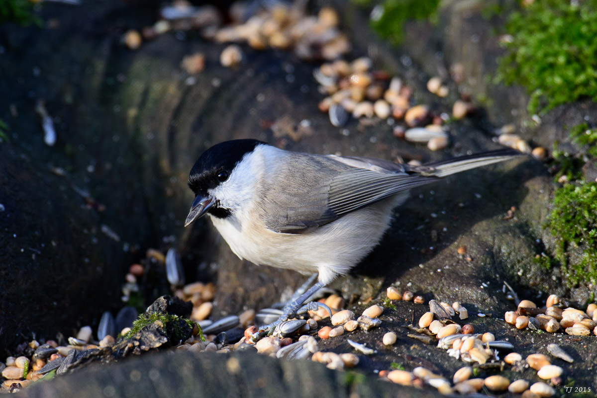 DSC_1262.jpg