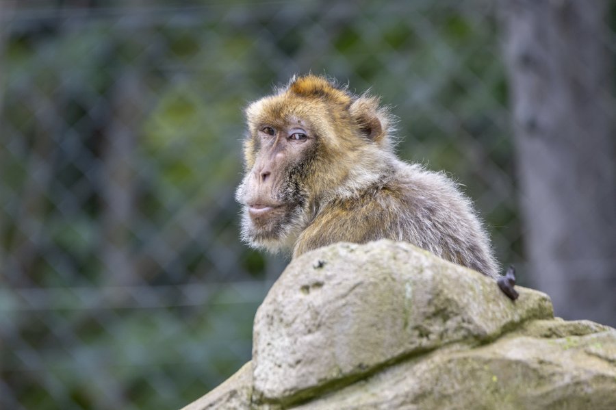 zoovienna24_27.jpg