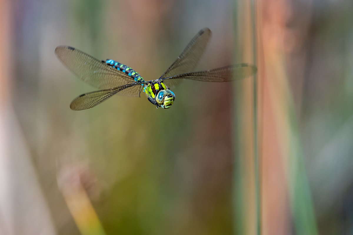 20201009_ND5_1338NF.jpg