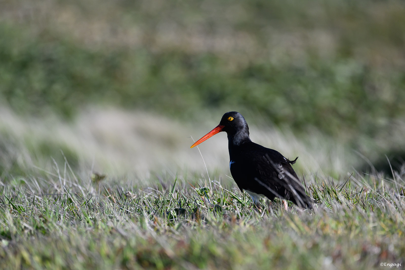 Antarktis%201083.jpg
