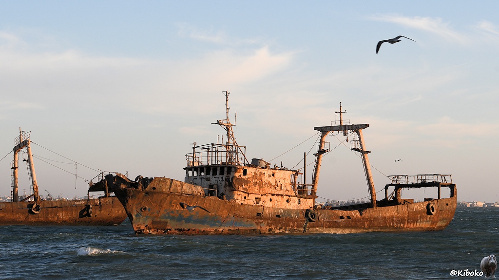 Das Bild zeigt einen verrosteten Fischtrawler mit weißen Aufbauten. Über der Wasserlinie ist eine Reihe von Rostlöschern. Eine Möwe fliegt durch das Bild.