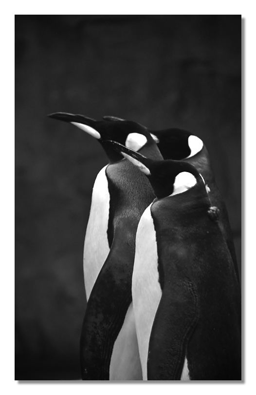 Pingu_4061.jpg