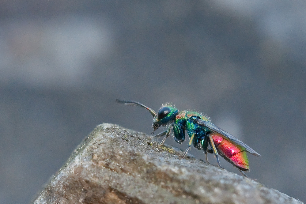 web_chrysis_hybrida.jpg