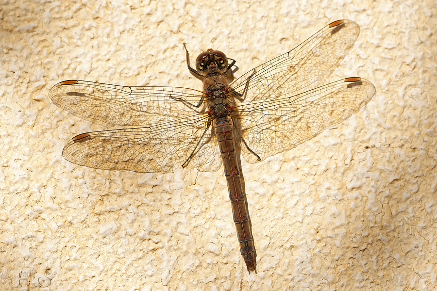 Libelle1347.jpg