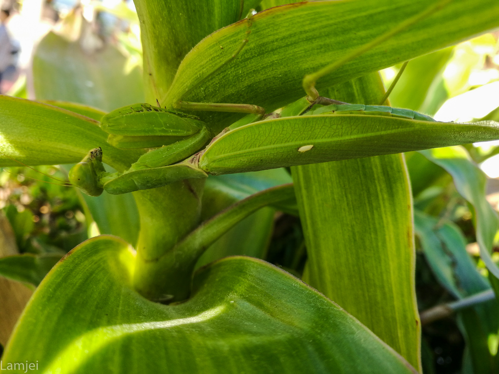 IMG_20170102_085853.jpg