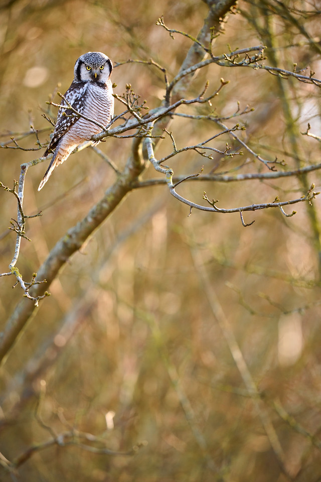 DSC_0595-X2.jpg
