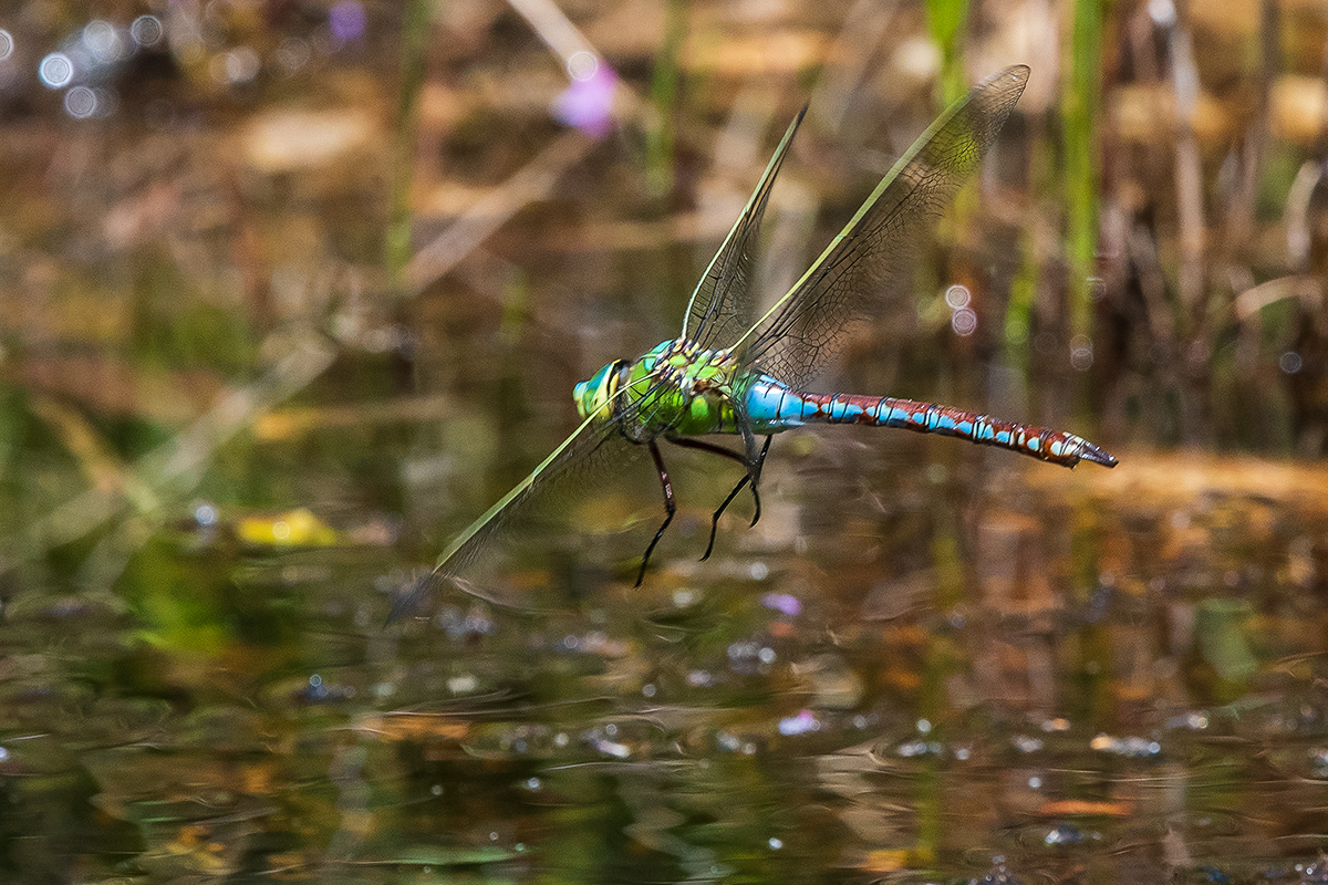 20190628_D500_1531NF.jpg