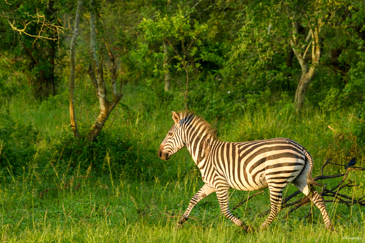 Uganda%202167.jpg