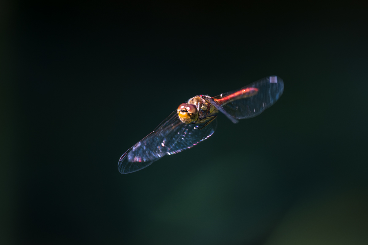 20260915_NZ9_2242_DPXNF.jpg