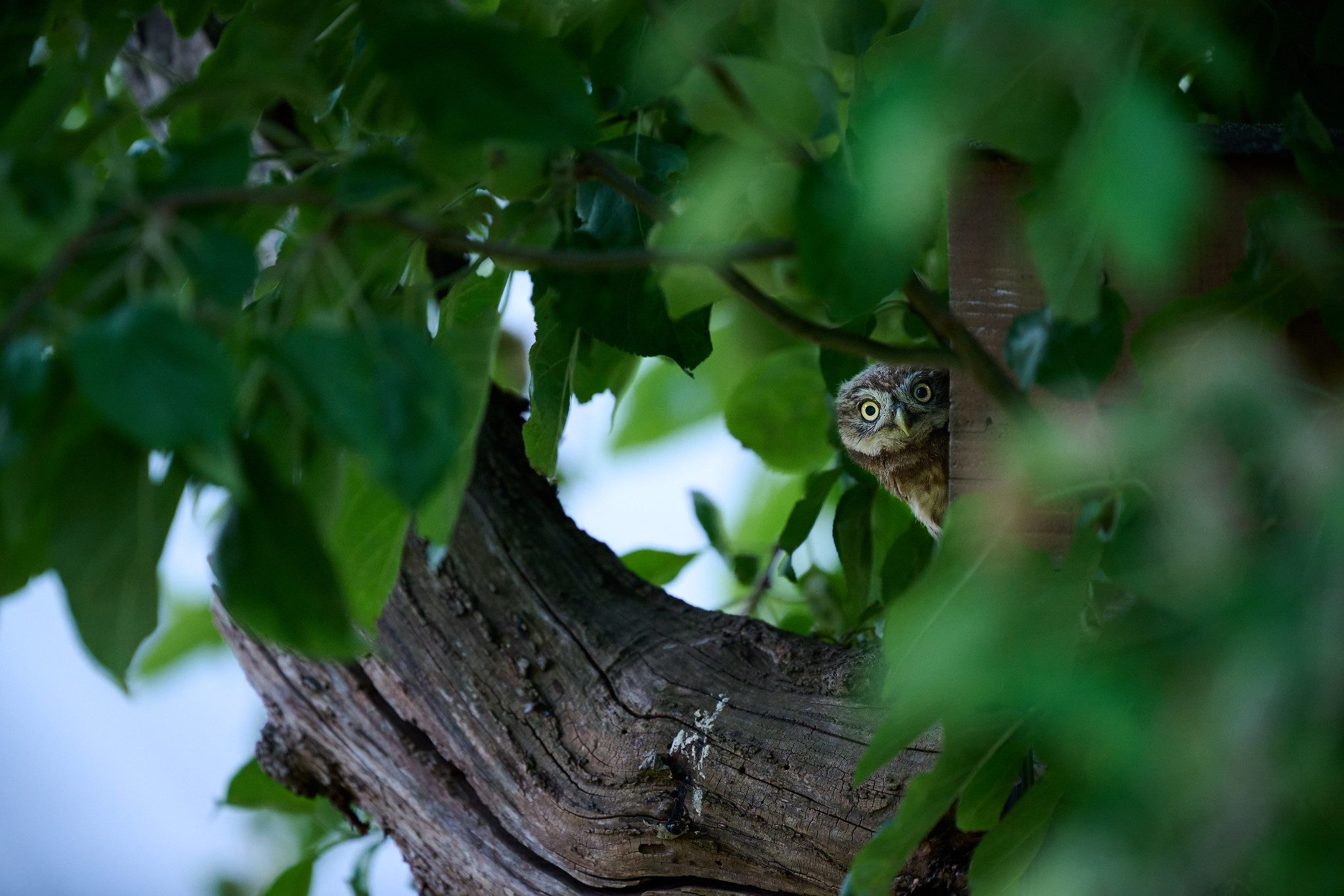 DSC_7072-X4.jpg