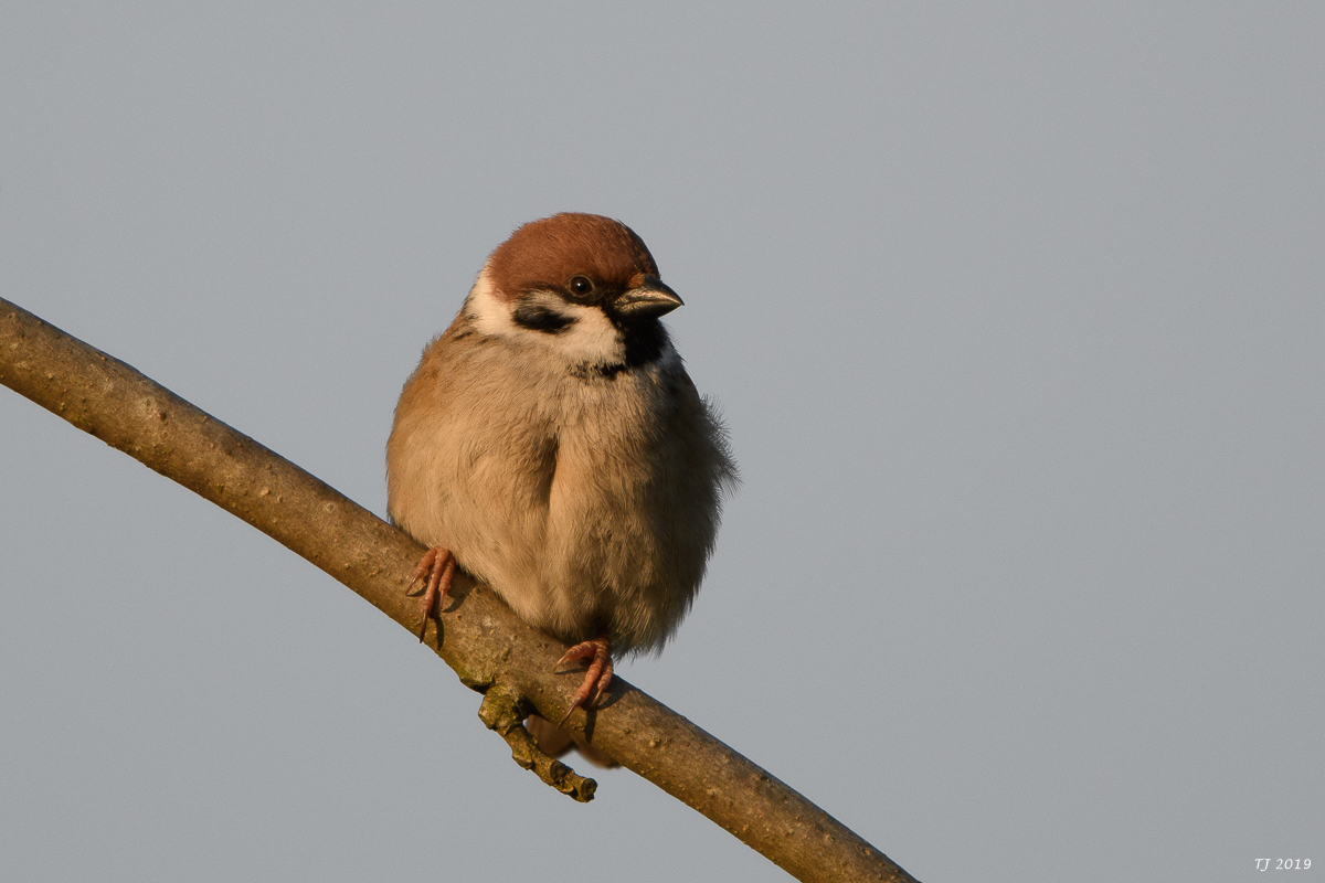 DSC_7463.jpg