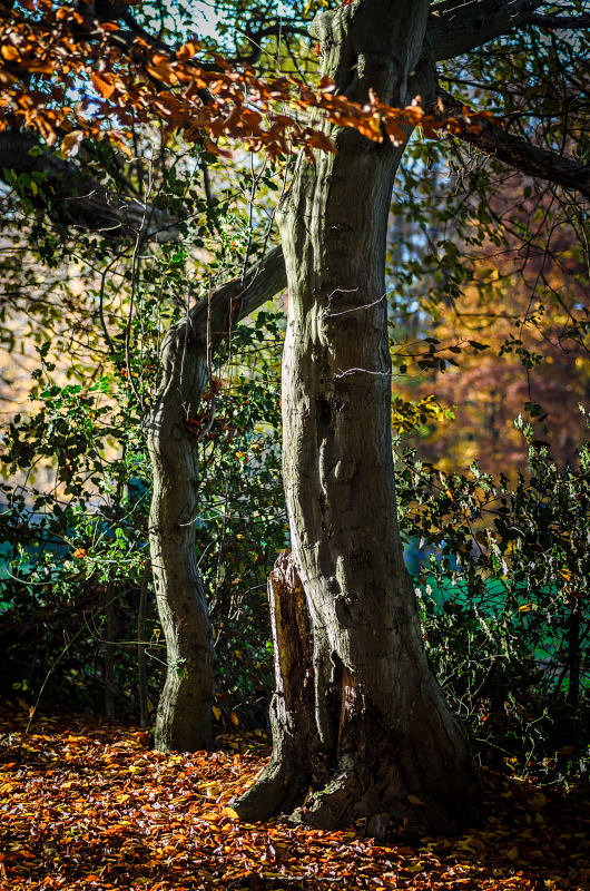 herbst02.jpg