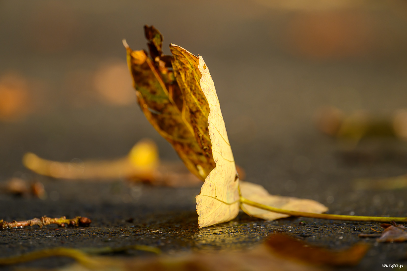 DSC_9420.jpg