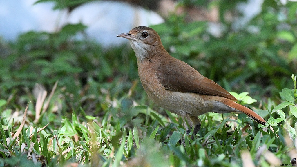 Kleiner brauner Vogel mit weisser Kehle auf einer Wiese