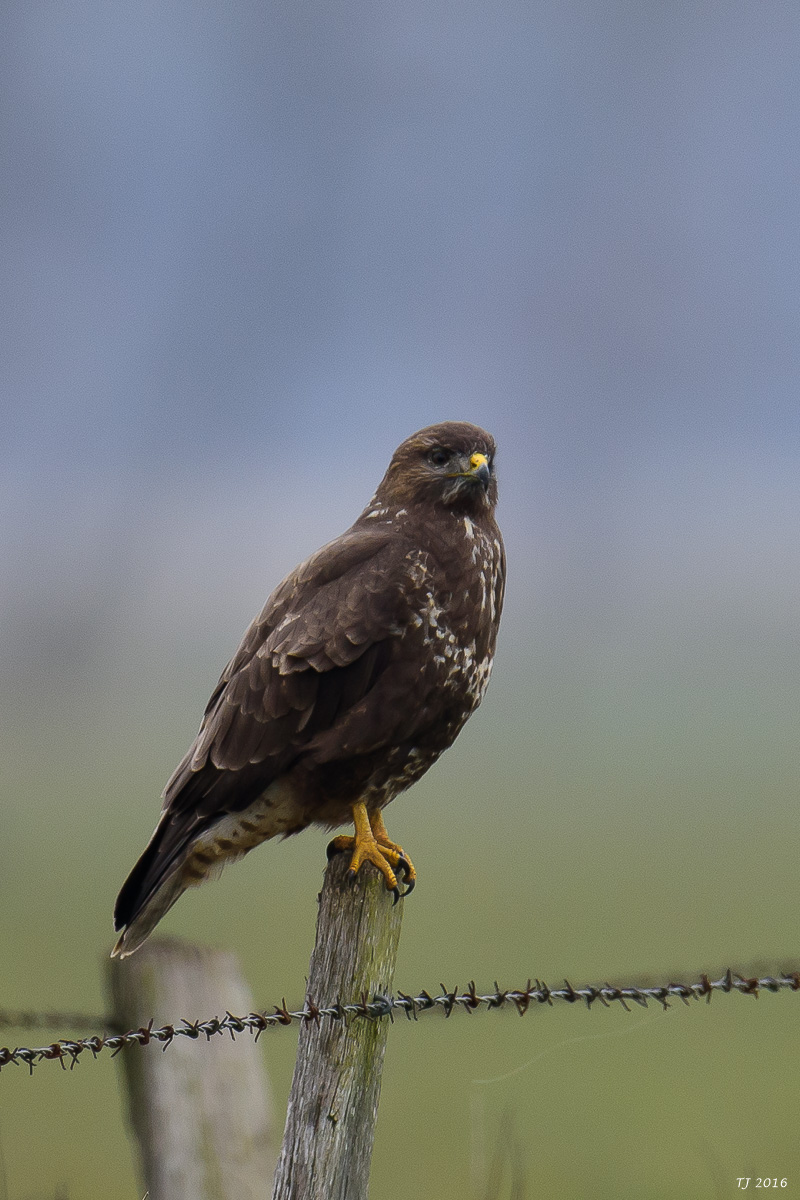 DSC_3425.jpg
