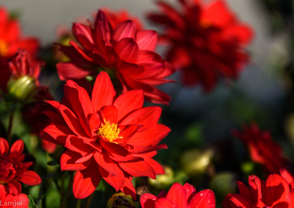 DSC_1440.jpg