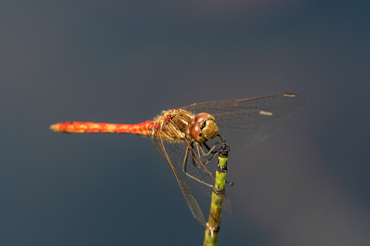 20200813_D500_0902NF.jpg