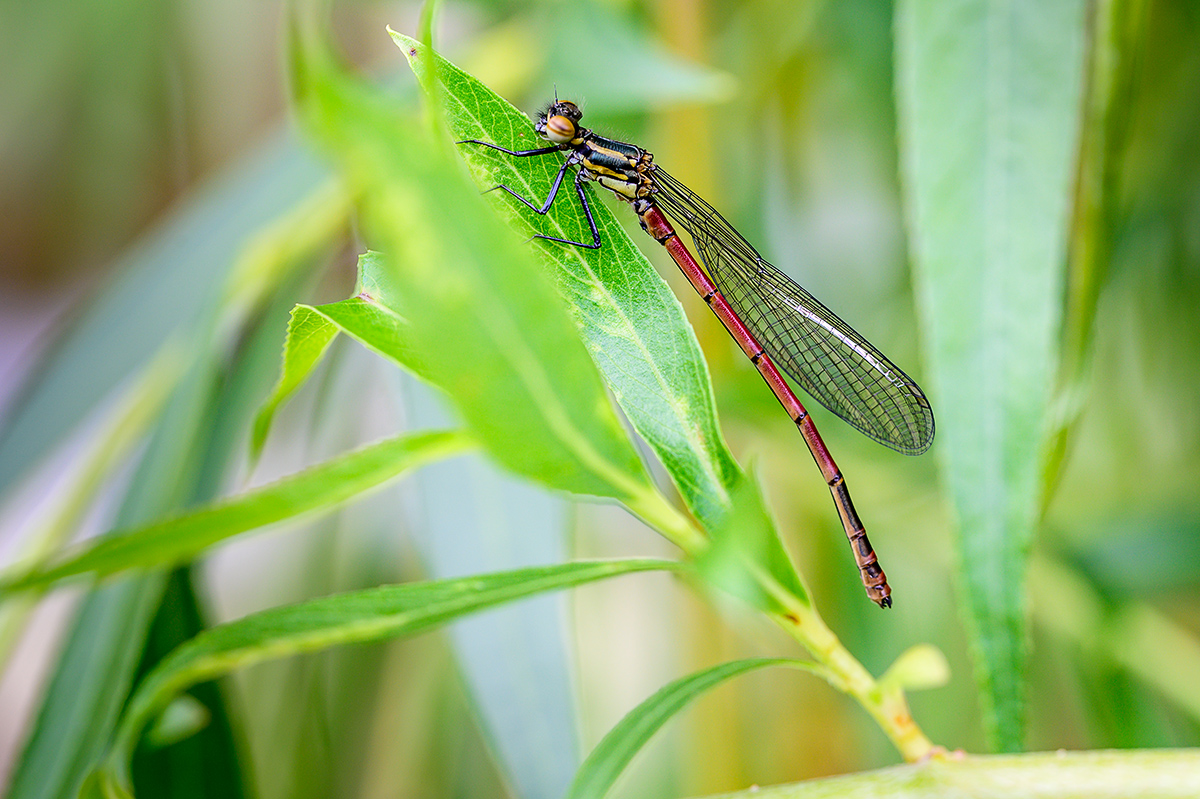 20190509_NZ6_1176NF.jpg