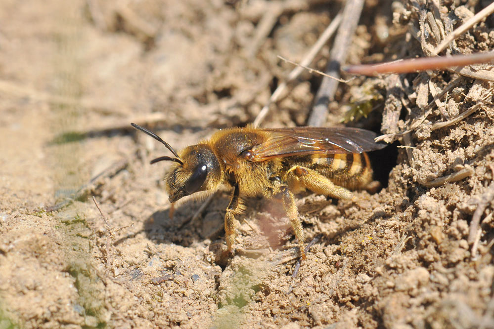 halictus_scabiosae_esenhausen_130508_3.jpg