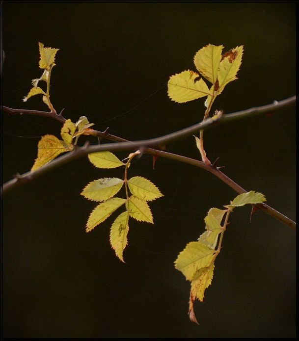 16411146fs.jpg