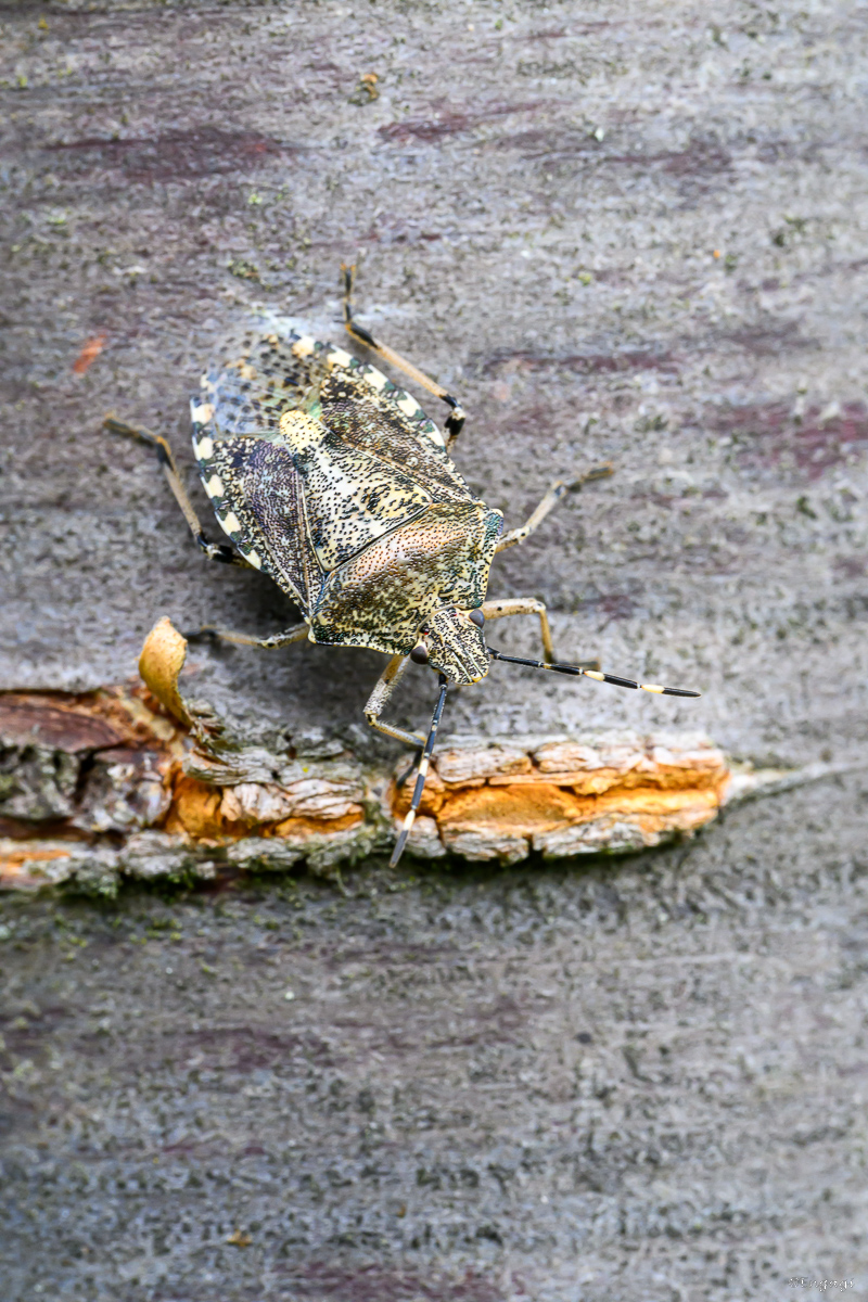 DSC_3273.jpg