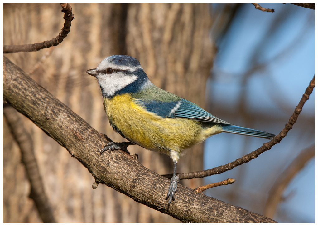Blaumeise063.jpg