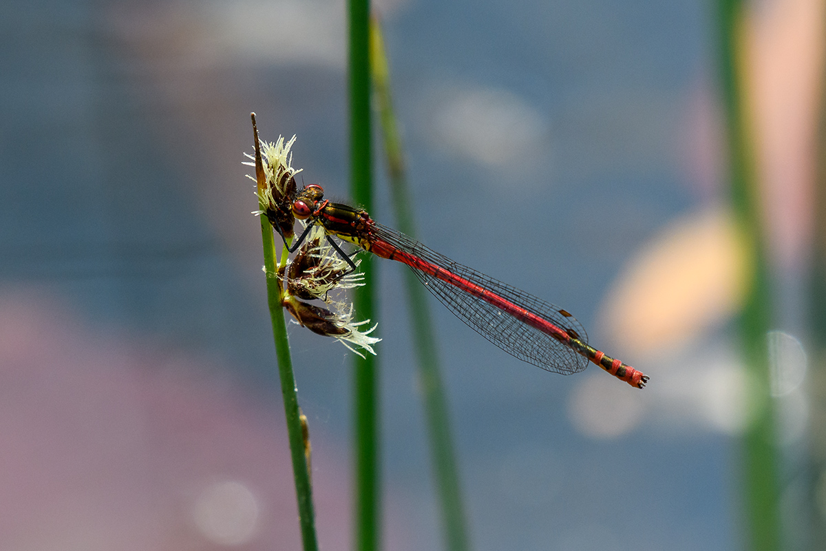 20180503_D500_0180NF.jpg