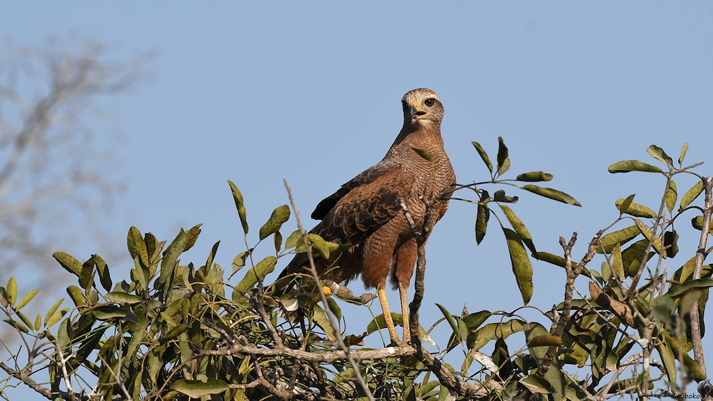Brauner Greifvogel mit gelben Beinen sitzt auf einer Baumkrone