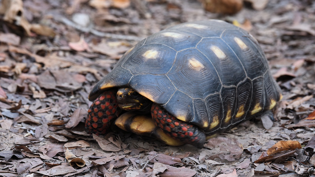 Schilkröte mit schwarzem Panzer mit gelben Flecken
