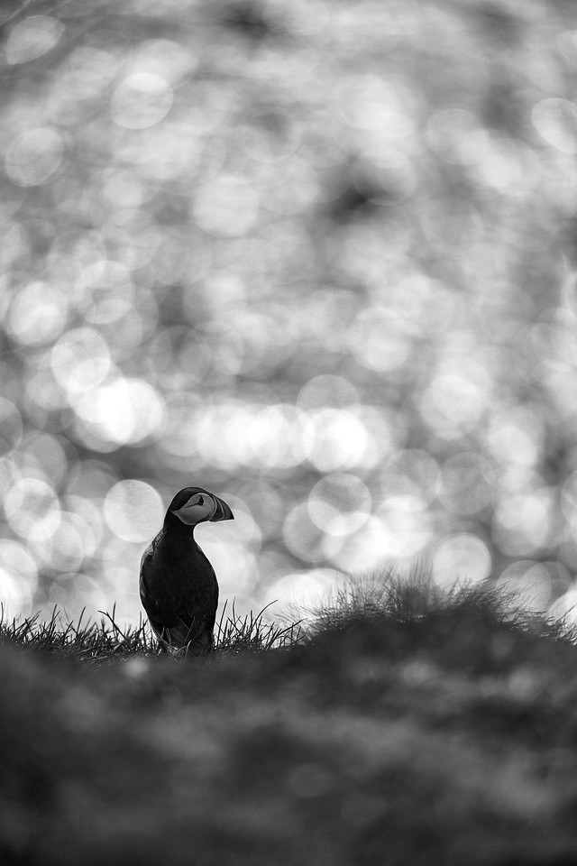 DSC_7772-X2.jpg