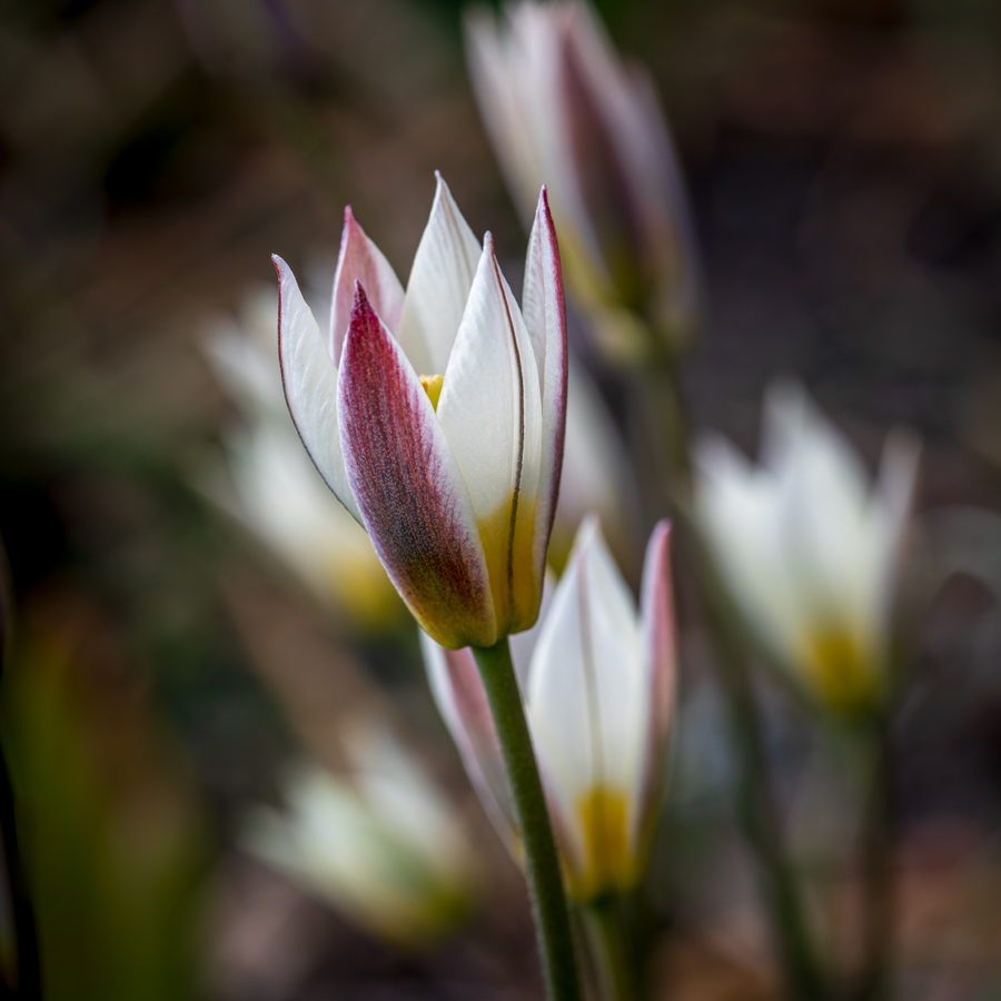 20260322_NZ8_0409q_DPX2NF.jpg